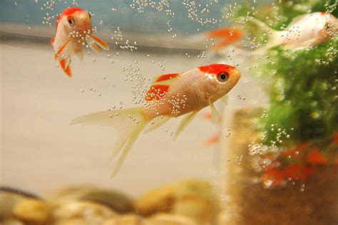 養幾隻魚比較好|養魚能招財，10條最實用的養魚風水（你一定要知道）。